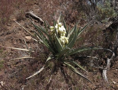 Yucca baccata, photographed by Robert Webster
