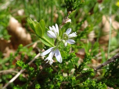 Polygala serpyllifolia, photographed by Thomas Koffel