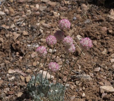 Eriogonum umbellatum, photographed by Robert Webster