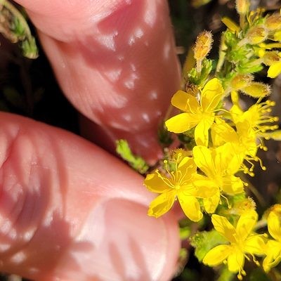 Hudsonia ericoides, photographed by Matt Pelikan