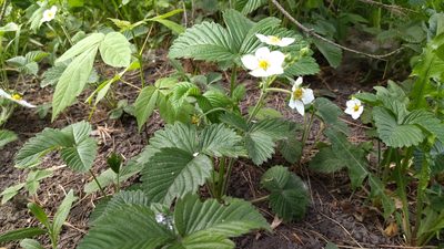 Fragaria moschata, photographed by Екатерина Гущина