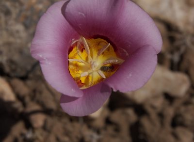 Calochortus nuttallii, photographed by Robert Webster