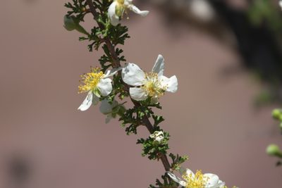 Purshia stansburyana, photographed by Robert Webster