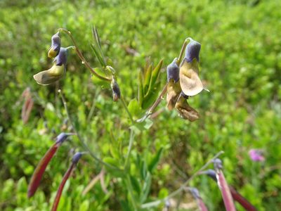 Lathyrus linifolius, photographed by Thomas Koffel