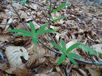 Polygonatum verticillatum, photographed by Thomas Koffel