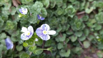 Veronica filiformis, photographed by Екатерина Гущина