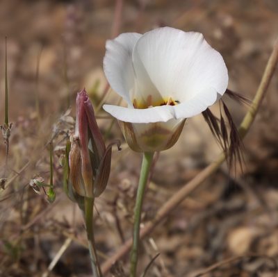 Calochortus nuttallii, photographed by Robert Webster