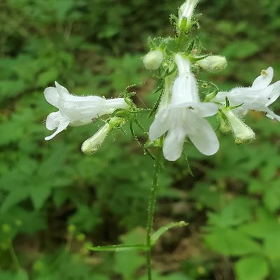 Penstemon digitalis, photographed by Mac Post