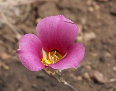 Calochortus nuttallii, photographed by Robert Webster