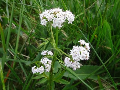 Valeriana dioica, photographed by Thomas Koffel