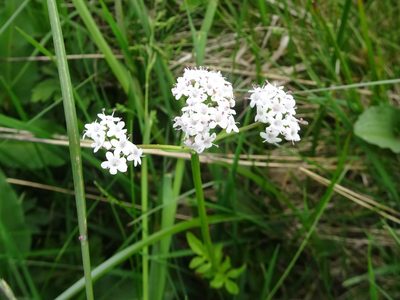 Valeriana dioica, photographed by Thomas Koffel