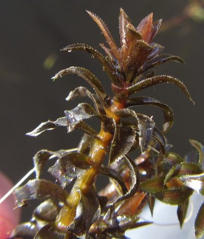 Lagarosiphon ilicifolius, photographed by Robert Taylor