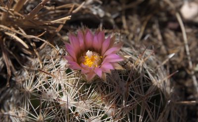 Pelecyphora vivipara, photographed by Robert Webster