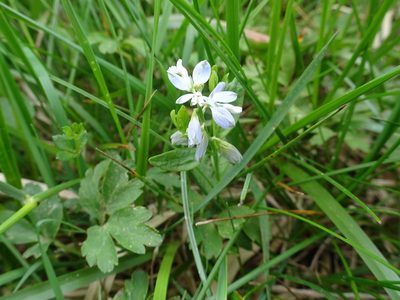 Polygala serpyllifolia, photographed by Thomas Koffel