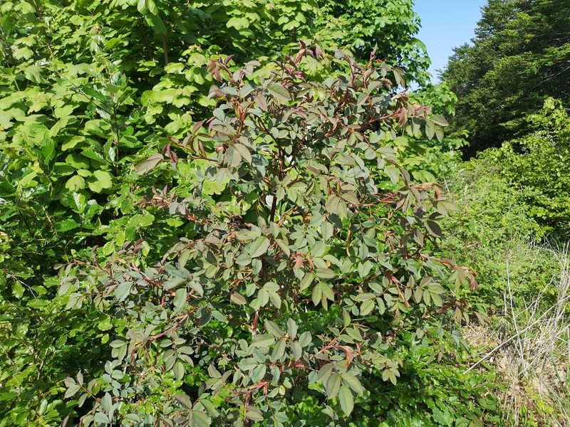 Rosa glauca, photographed by Jens-Christian Svenning