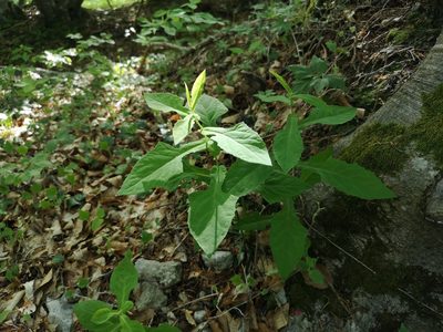 Prenanthes purpurea, photographed by Jens-Christian Svenning