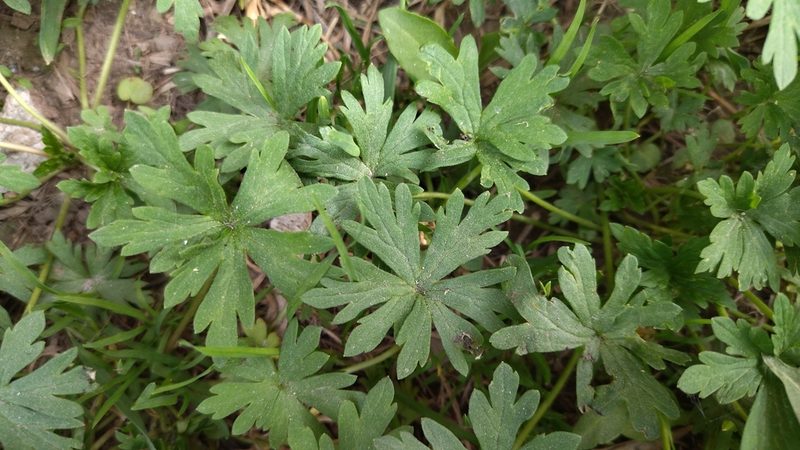 Geranium sibiricum, photographed by Екатерина Гущина