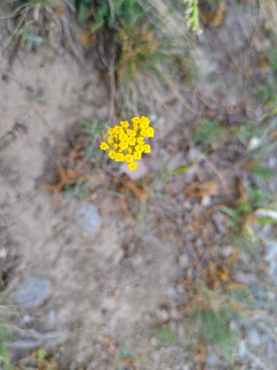 Achillea tomentosa, photographed by timharris