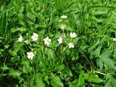 Ranunculus aconitifolius, photographed by Thomas Koffel