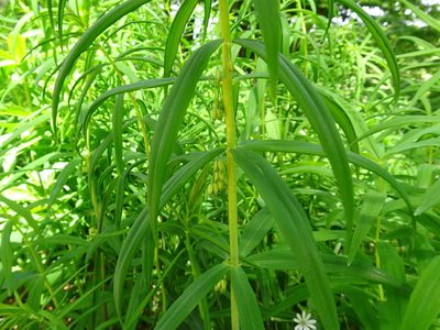 Polygonatum verticillatum, photographed by Thomas Koffel