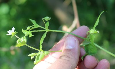 Stellaria aquatica, photographed by Юрий Данилевский (Yuriy Danilevsky)
