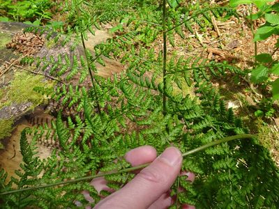 Dryopteris dilatata, photographed by Thomas Koffel