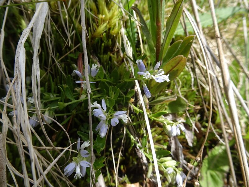 Polygala serpyllifolia, photographed by Thomas Koffel