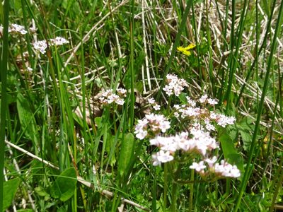 Valeriana dioica, photographed by Thomas Koffel