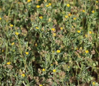 Medicago minima, photographed by Юрий Данилевский (Yuriy Danilevsky)