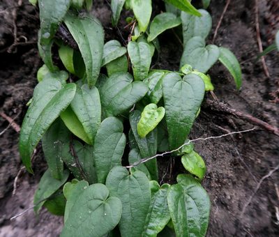 Dioscorea burchellii, photographed by Di Turner