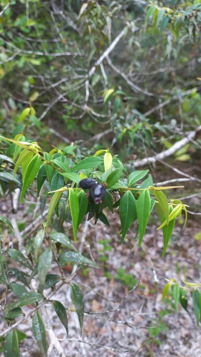 Myrcia splendens, photographed by JG
