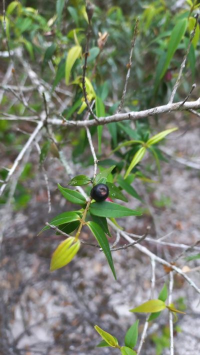 Myrcia splendens, photographed by JG