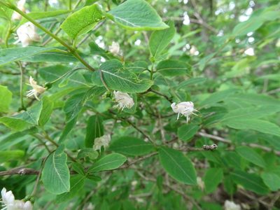 Lonicera nigra, photographed by Thomas Koffel