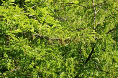 Gleditsia triacanthos, photographed by Юрий Данилевский (Yuriy Danilevsky)