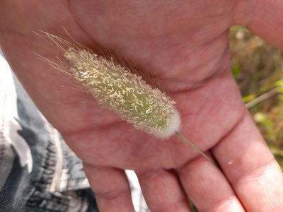 Lagurus ovatus, photographed by etrusko25