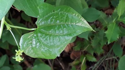 Dioscorea communis, photographed by Alessia Guggisberg