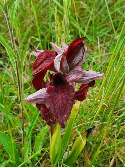 Serapias cordigera, photographed by Martiño Cabana Otero