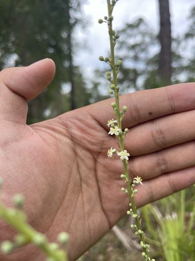 Nolina atopocarpa, photographed by Brandon Corder