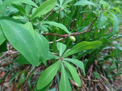 Daphne mezereum, photographed by Thomas Koffel