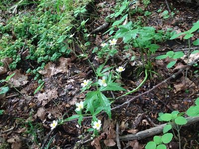 Ranunculus aconitifolius, photographed by Thomas Koffel