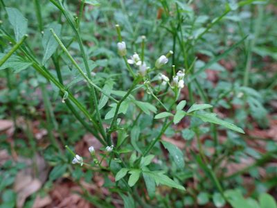 Cardamine flexuosa, photographed by Thomas Koffel