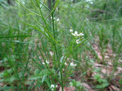 Cardamine flexuosa, photographed by Thomas Koffel