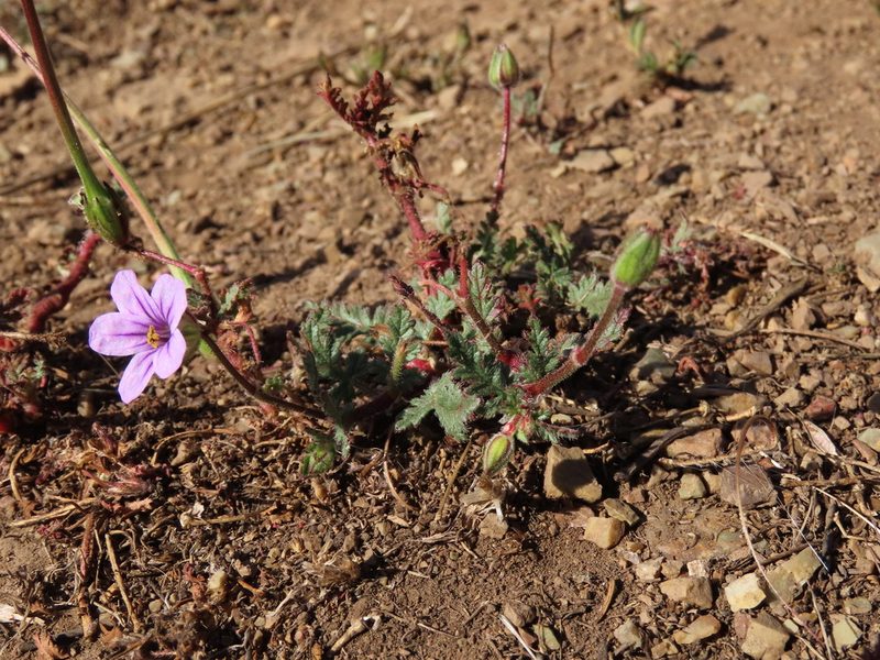 Erodium botrys, photographed by Jeff Harter