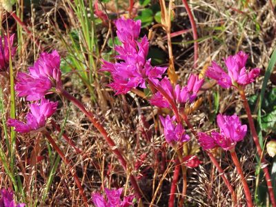 Allium dichlamydeum