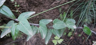 Dioscorea burchellii, photographed by Di Turner