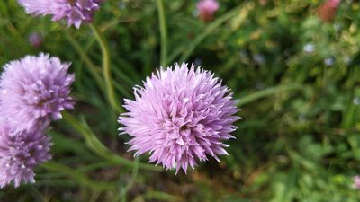 Allium schoenoprasum, photographed by Philipp