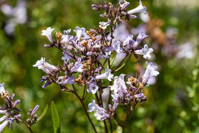 Eriodictyon californicum, photographed by Jeremiah Degenhardt
