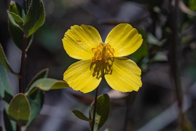 Dendromecon rigida, photographed by Jeremiah Degenhardt