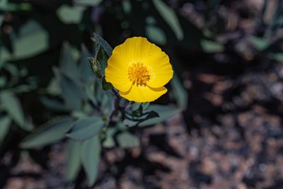 Dendromecon rigida, photographed by Jeremiah Degenhardt