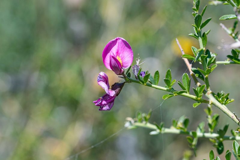 Pickeringia montana, photographed by Jeremiah Degenhardt